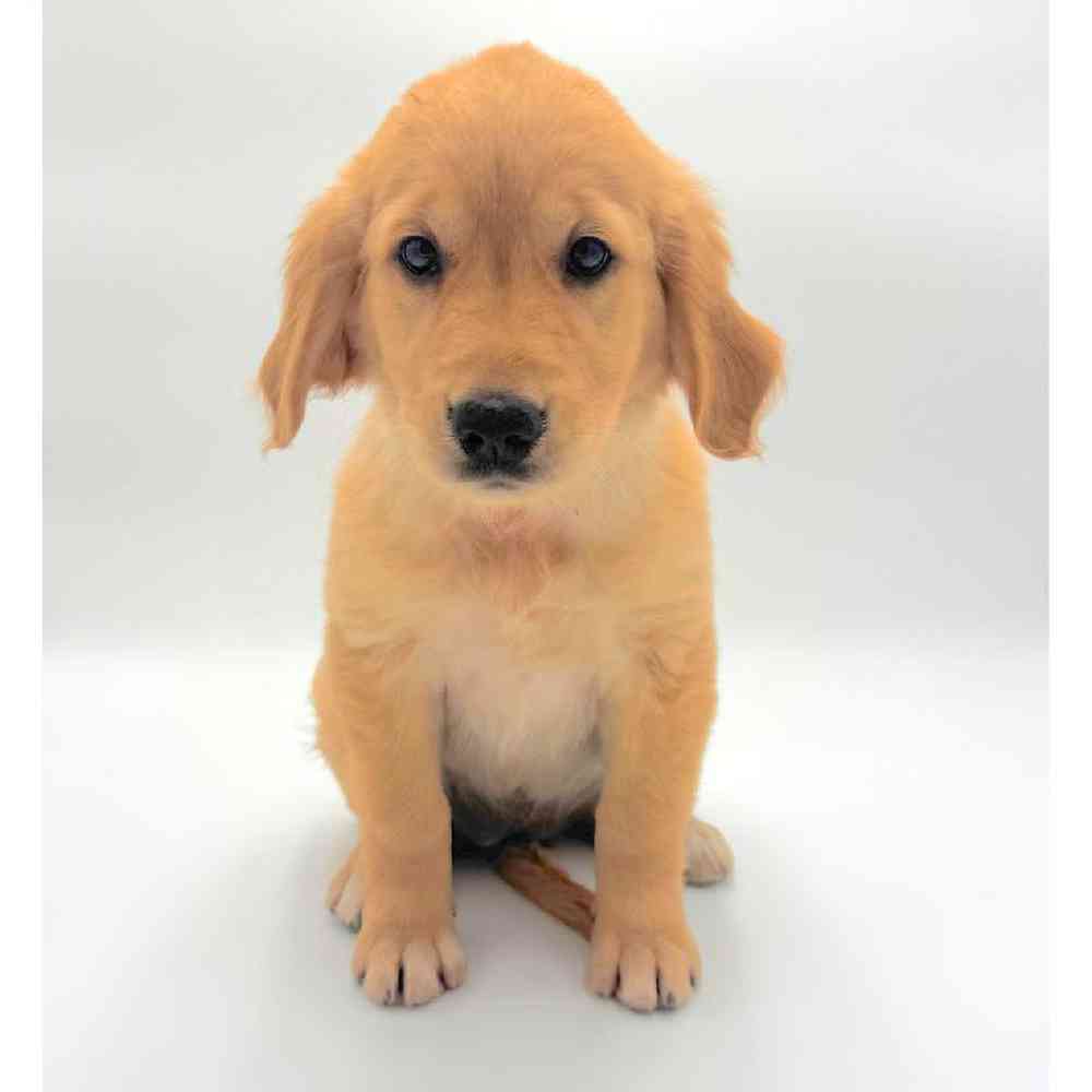 Image of a pet breed in the gallery