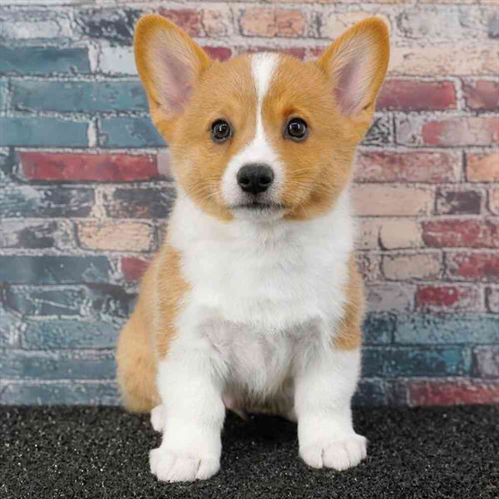 Image of a pet breed in the gallery