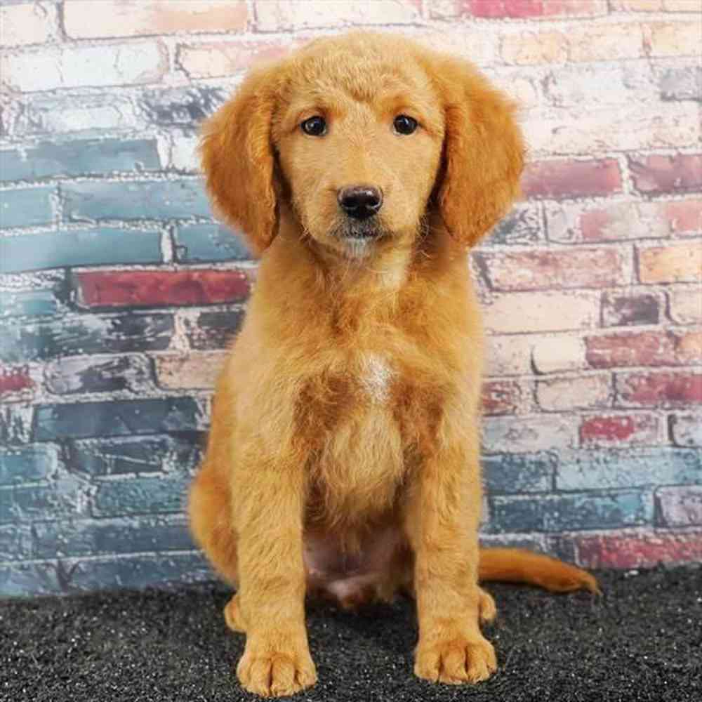 Image of a pet breed in the gallery