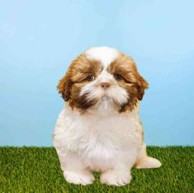 Shih Tzu