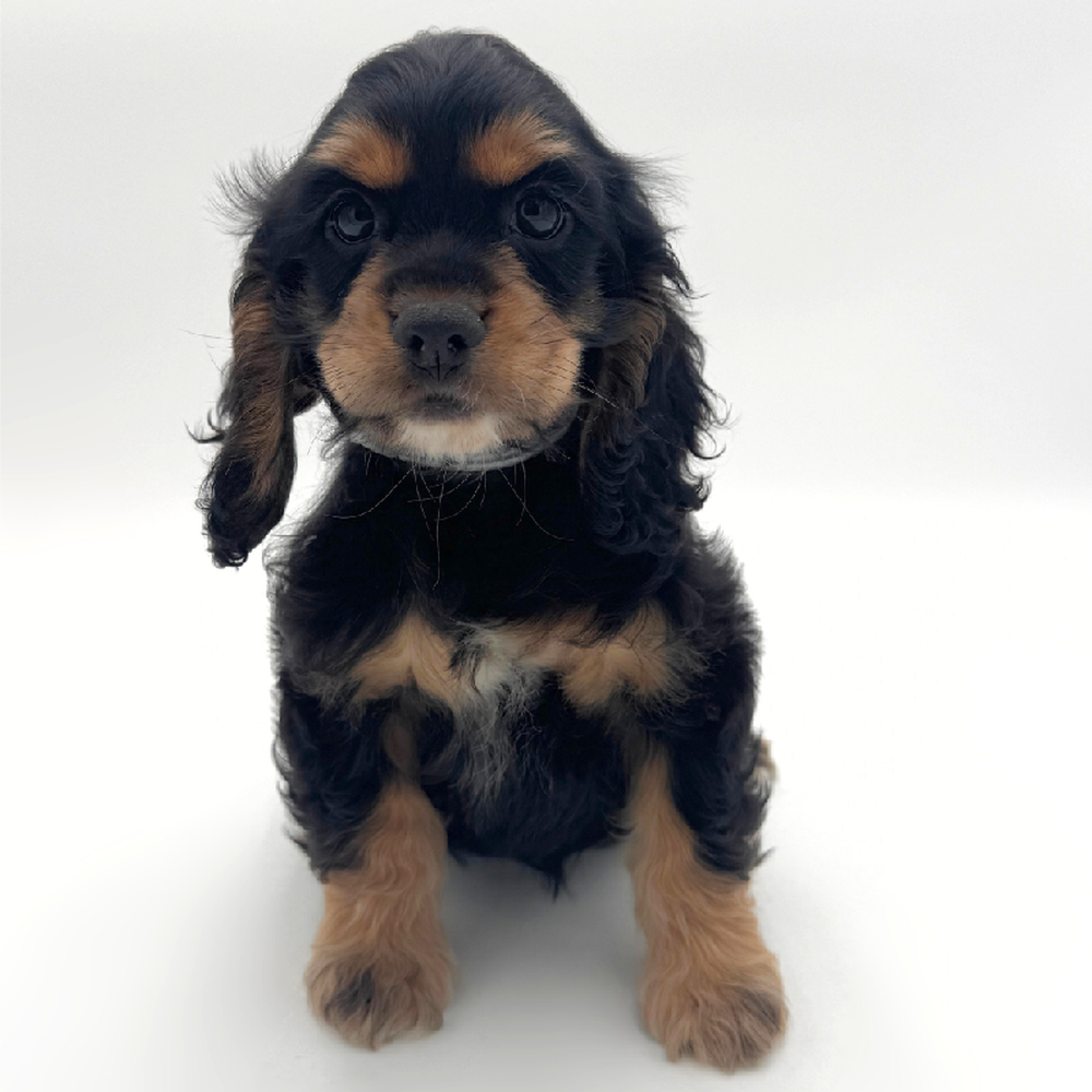 pet breed image