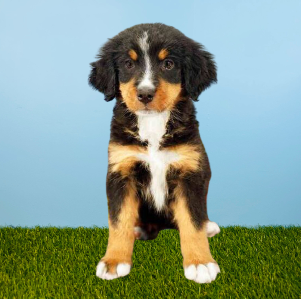 Female Bernese Mountain Dog Puppy for Sale in Tolleson, AZ