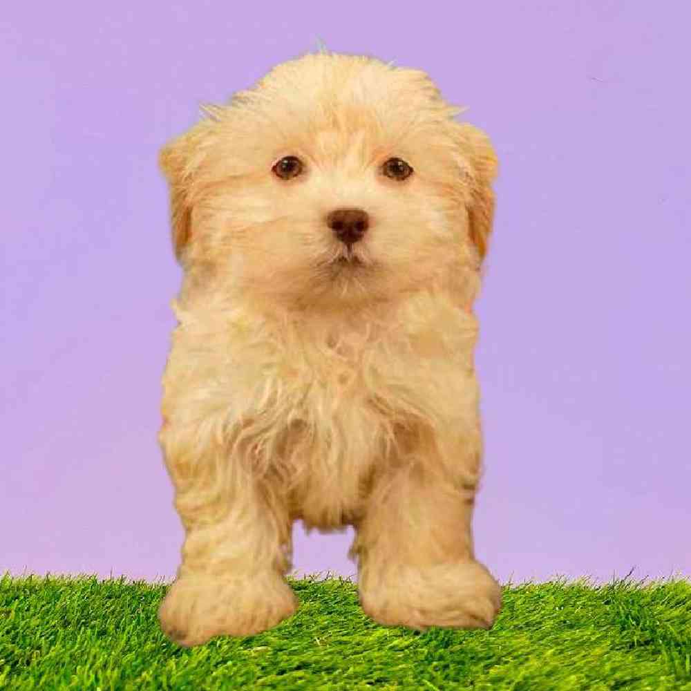 Female Malshi Puppy for Sale in Puyallup, WA
