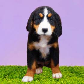 Bernese Mountain Dog
