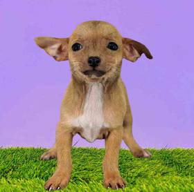 Chihuahua