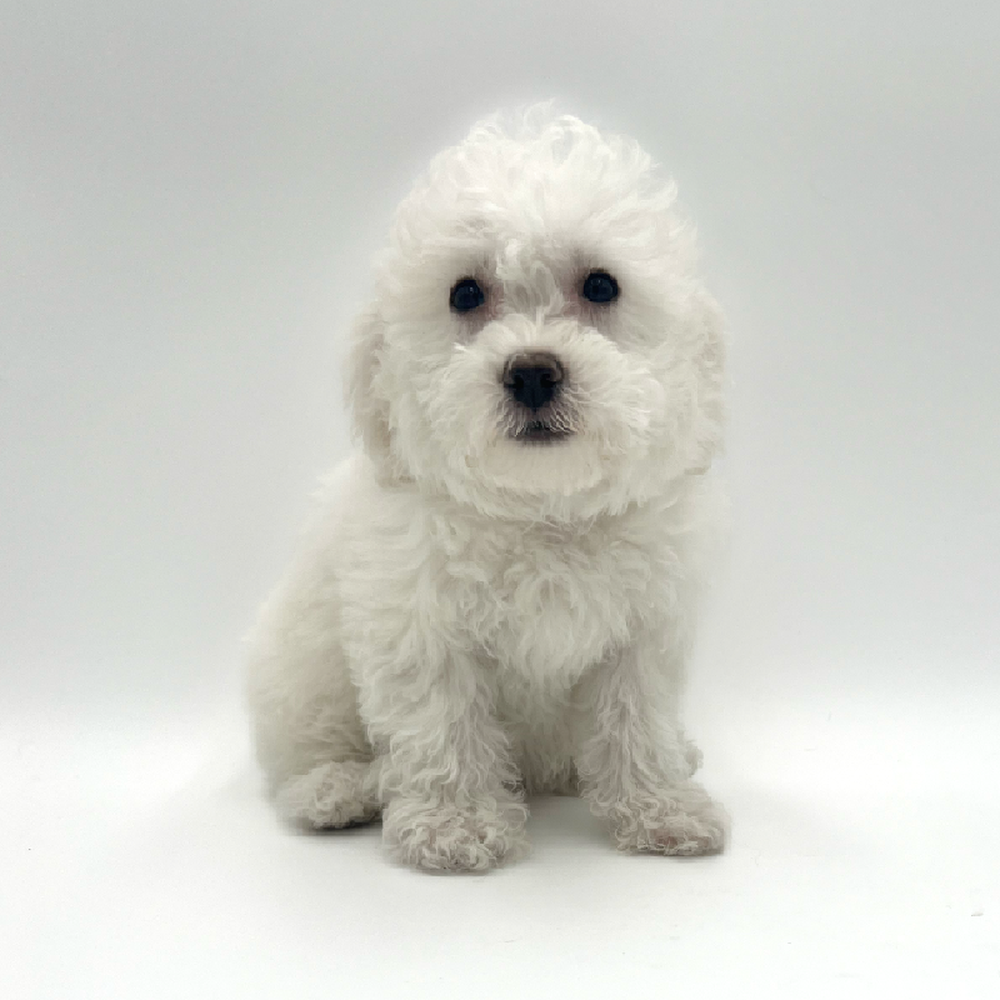 Female Bichon Puppy for Sale in San Antonio, TX