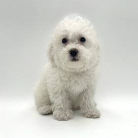 Bichon