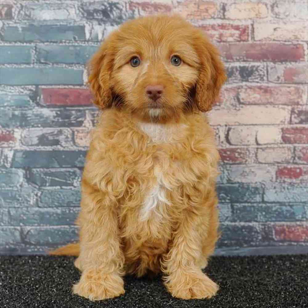 Image of a pet breed in the gallery