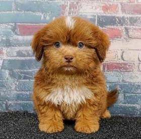Teddy Bear