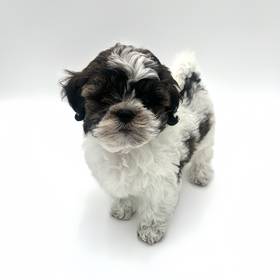 Shizapoo