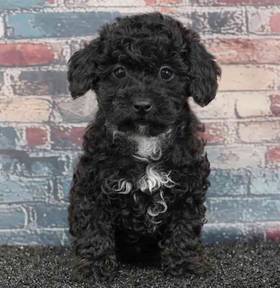 Poodle