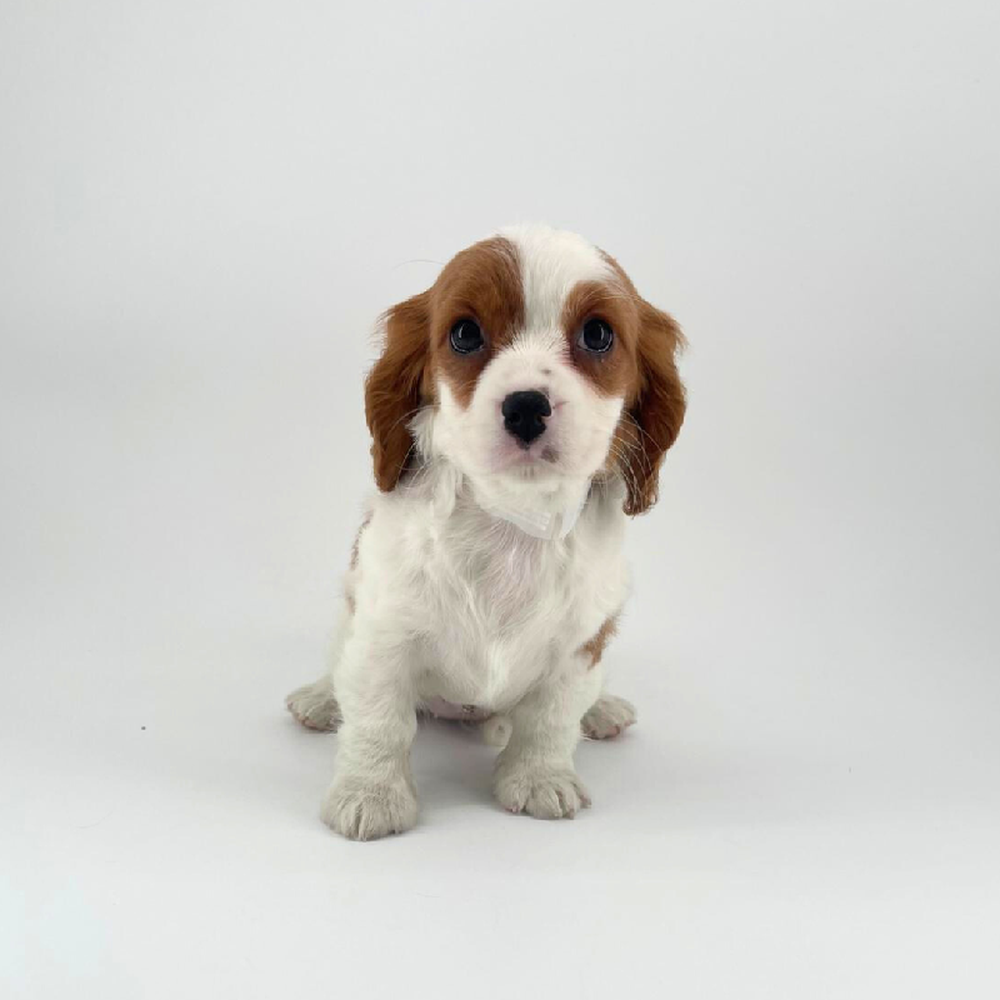 Image of a pet breed in the gallery