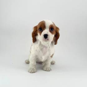 Cavalier King Charles Spaniel