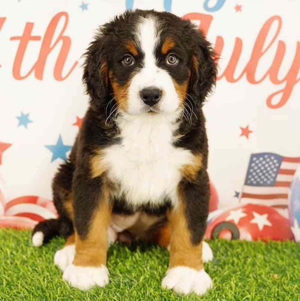 Image of a pet breed in the gallery