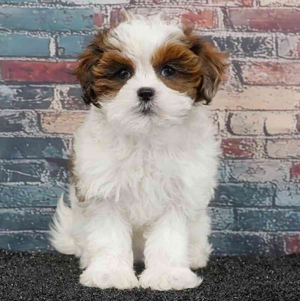 Image of a pet breed in the gallery