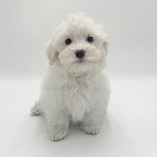 Maltese