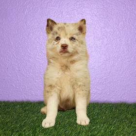 Pomsky