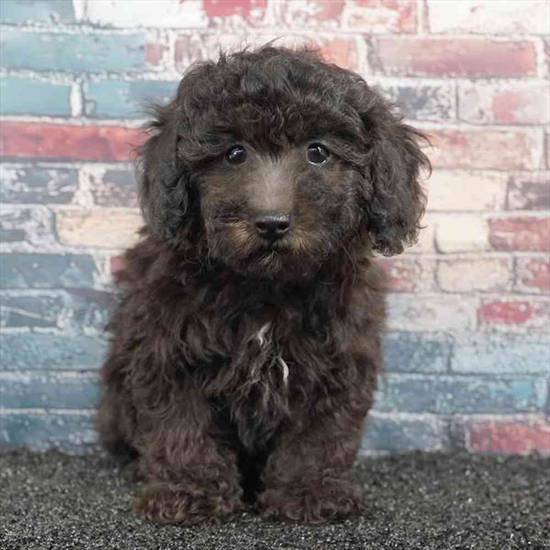 Poodle
