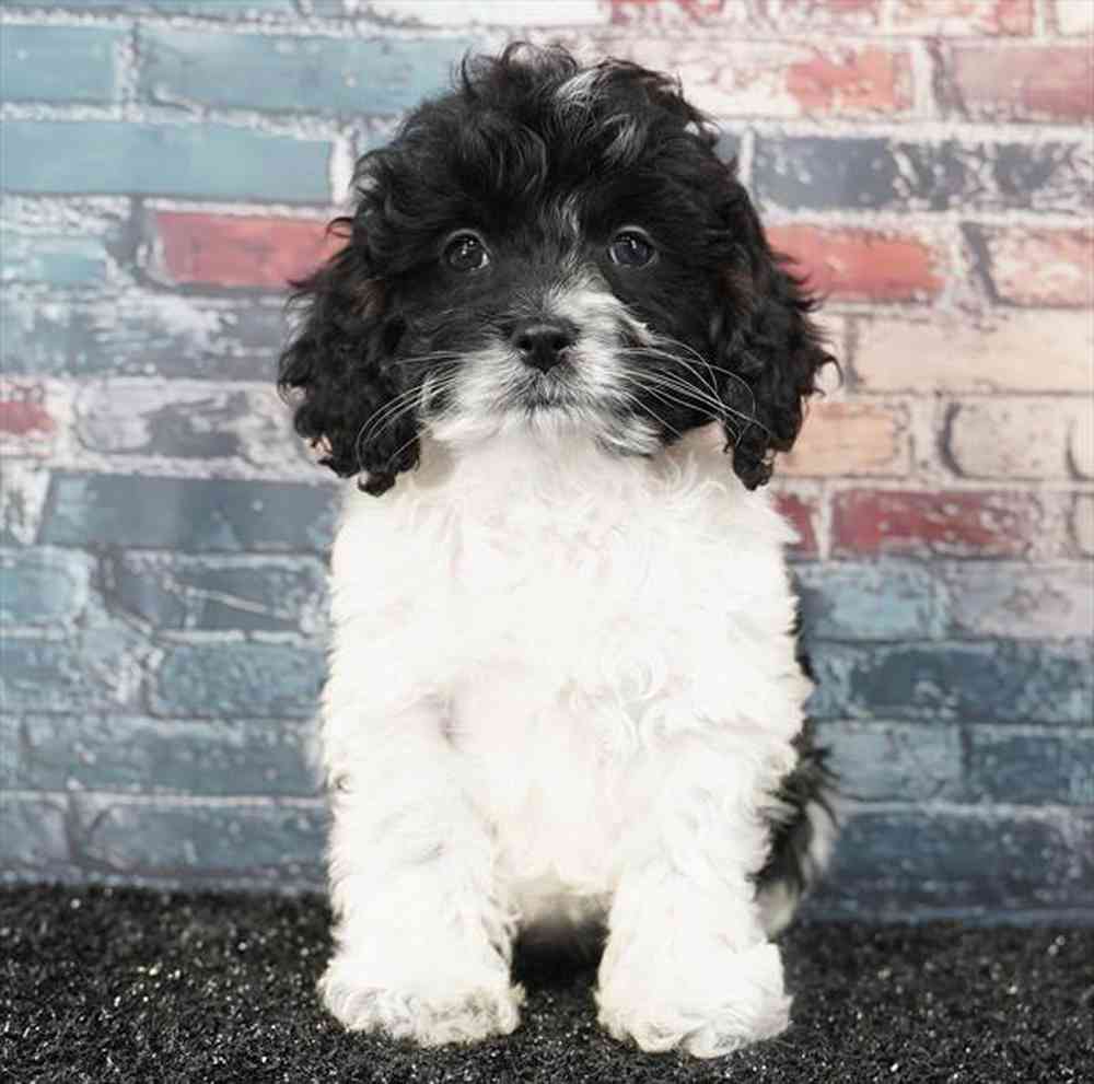 Image of a pet breed in the gallery