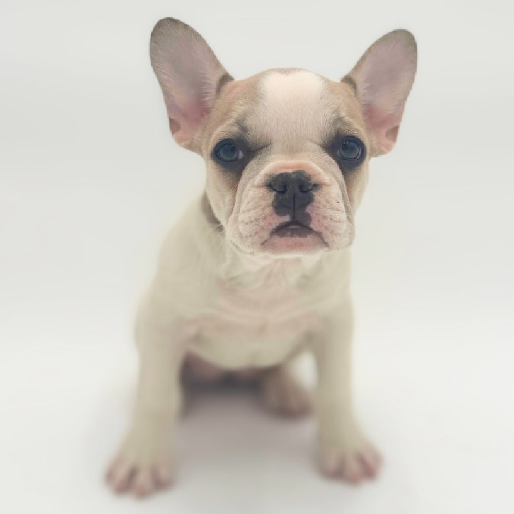 pet breed image