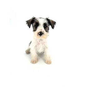 Mini Schnauzer