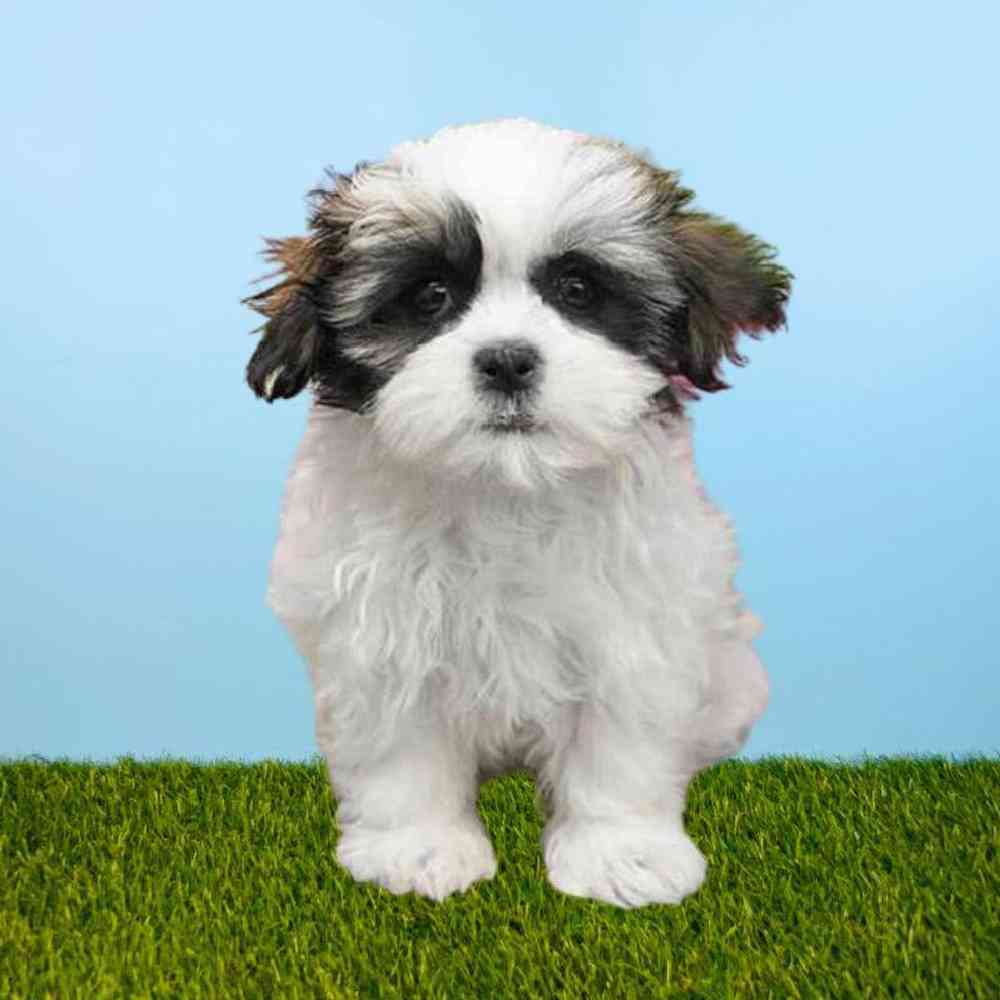 carousel pet images