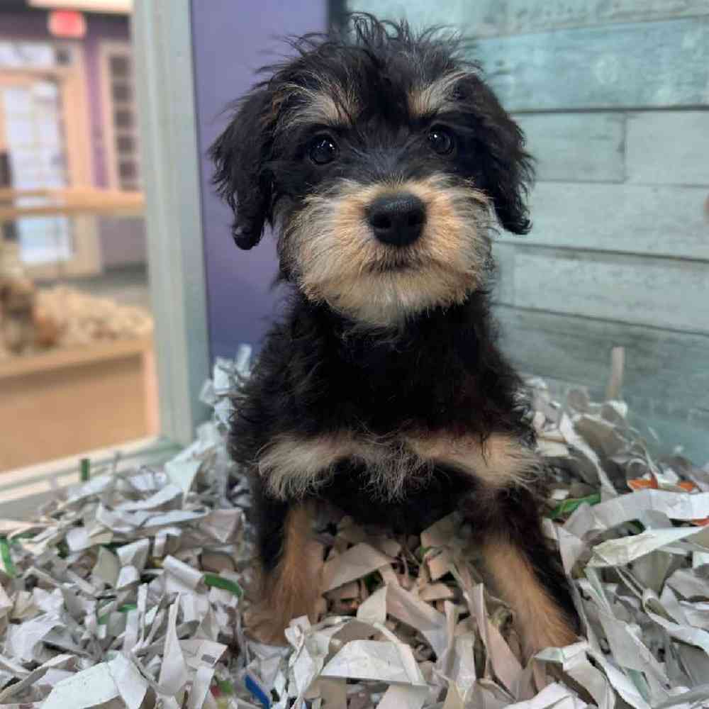 pet breed image