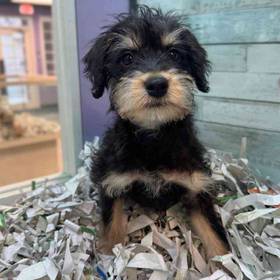 Schnoodle
