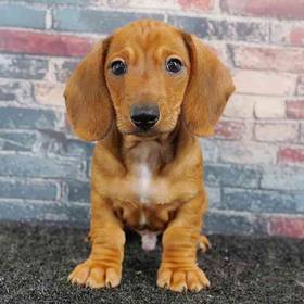 Dachshund