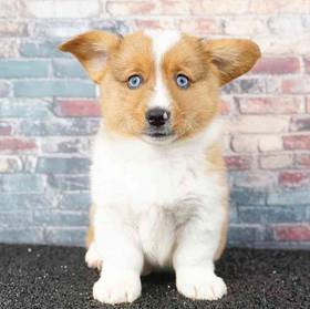 American Corgi