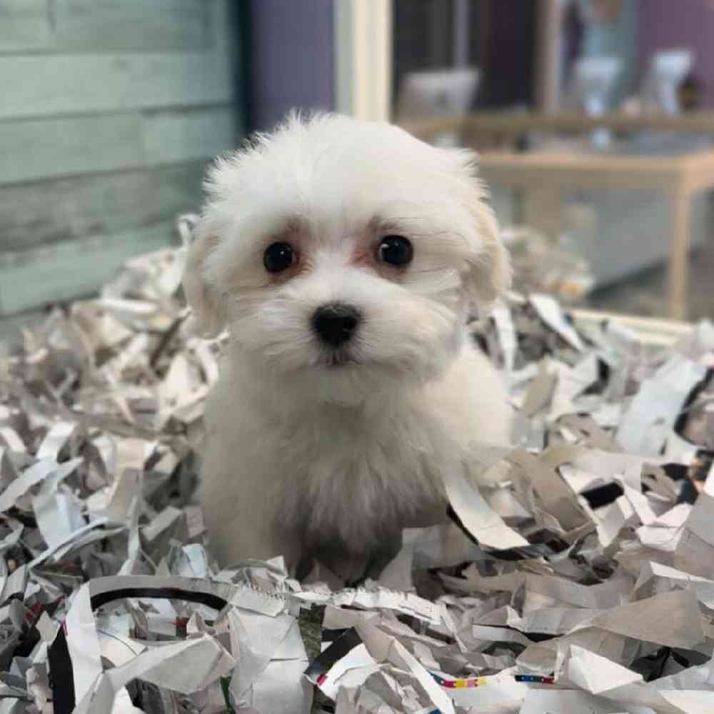 pet breed image
