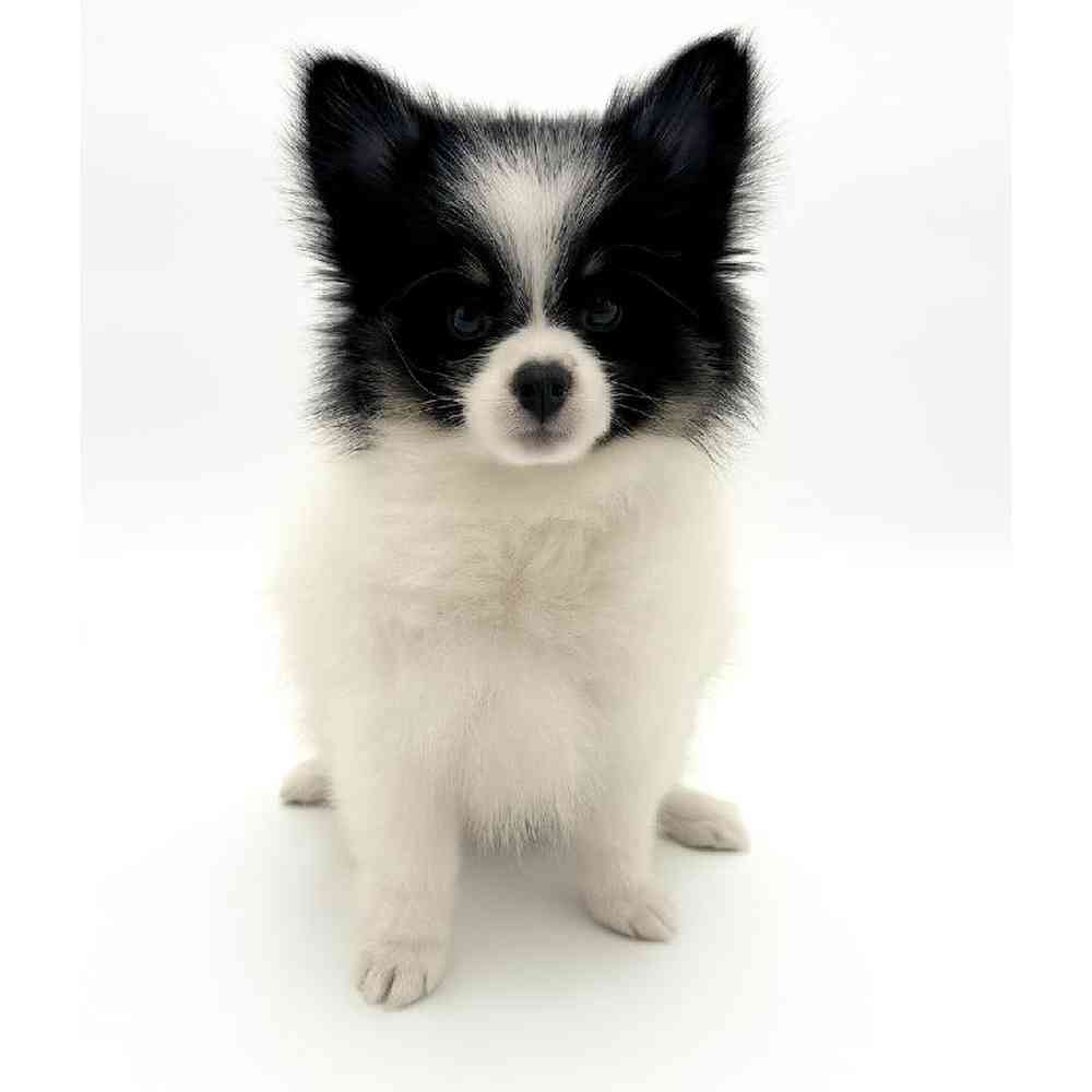 pet breed image