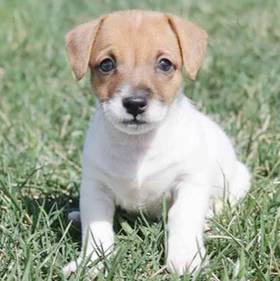 Jack Russell Terrier