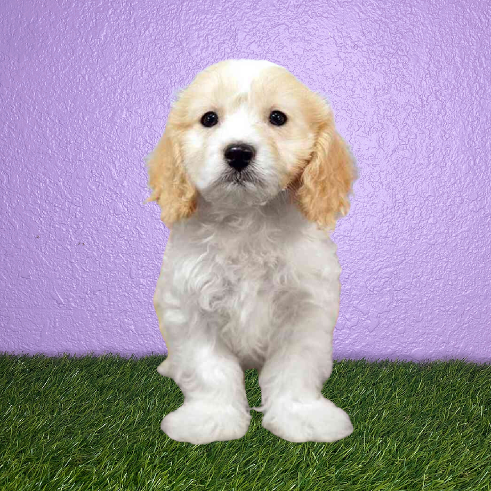 Male Cavachon Puppy for Sale in New Braunfels, TX