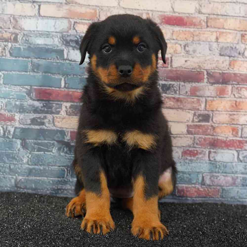 Image of a pet breed in the gallery