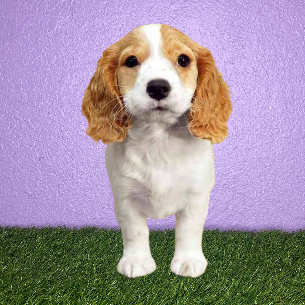 carousel pet images