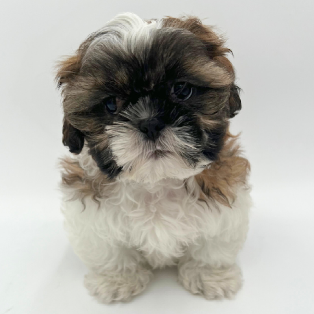 Male Shih Tzu Puppy for Sale in Marietta, GA