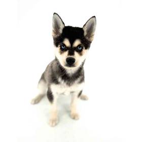 Alaskan Klee Kai