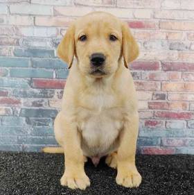Labrador Retriever