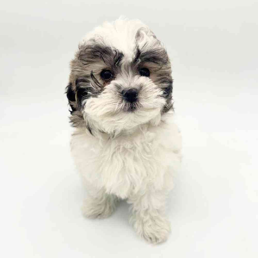 carousel pet images