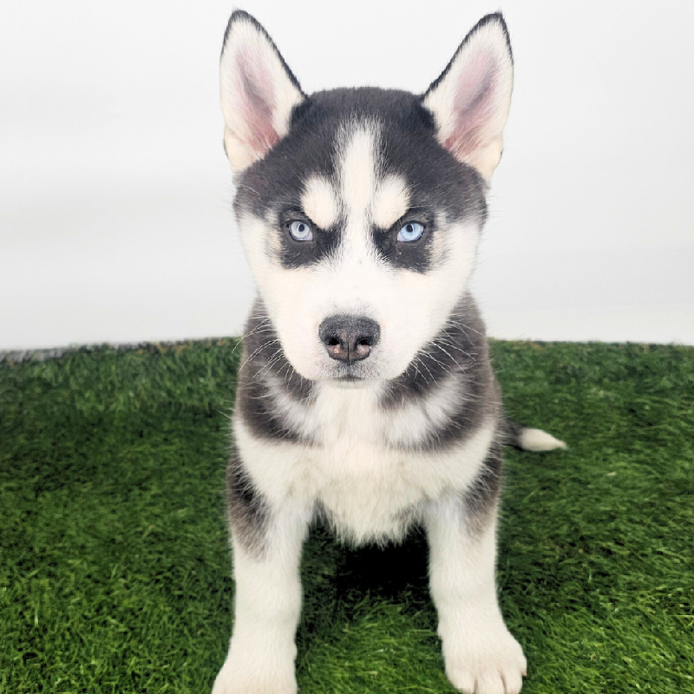 carousel pet images