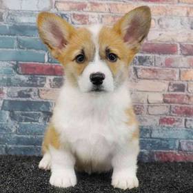 Pembroke Welsh Corgi