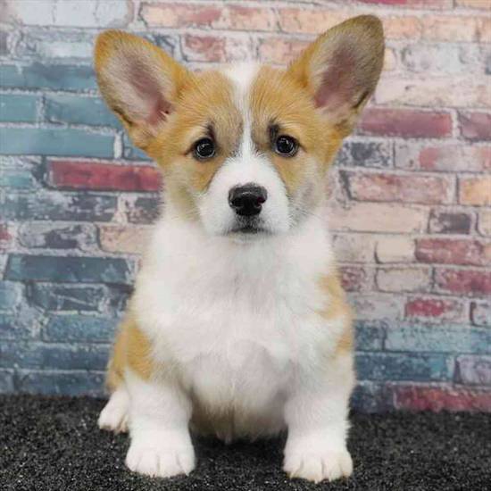 Pembroke Welsh Corgi