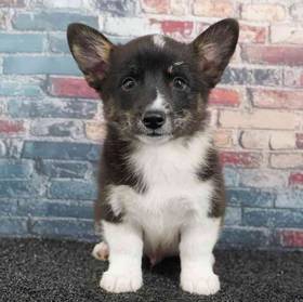 Pembroke Welsh Corgi