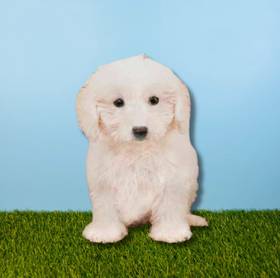 Bichon