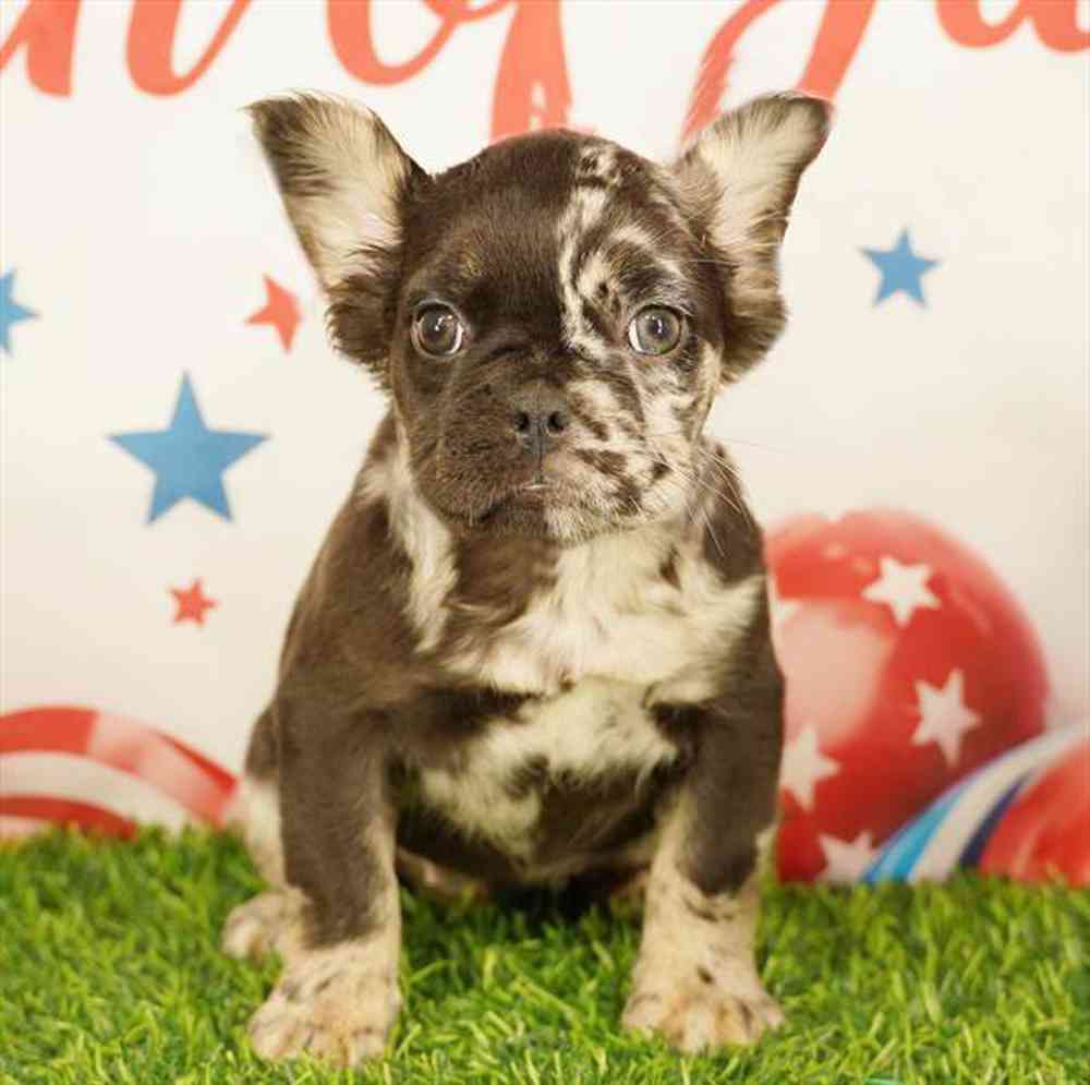 Image of a pet breed in the gallery