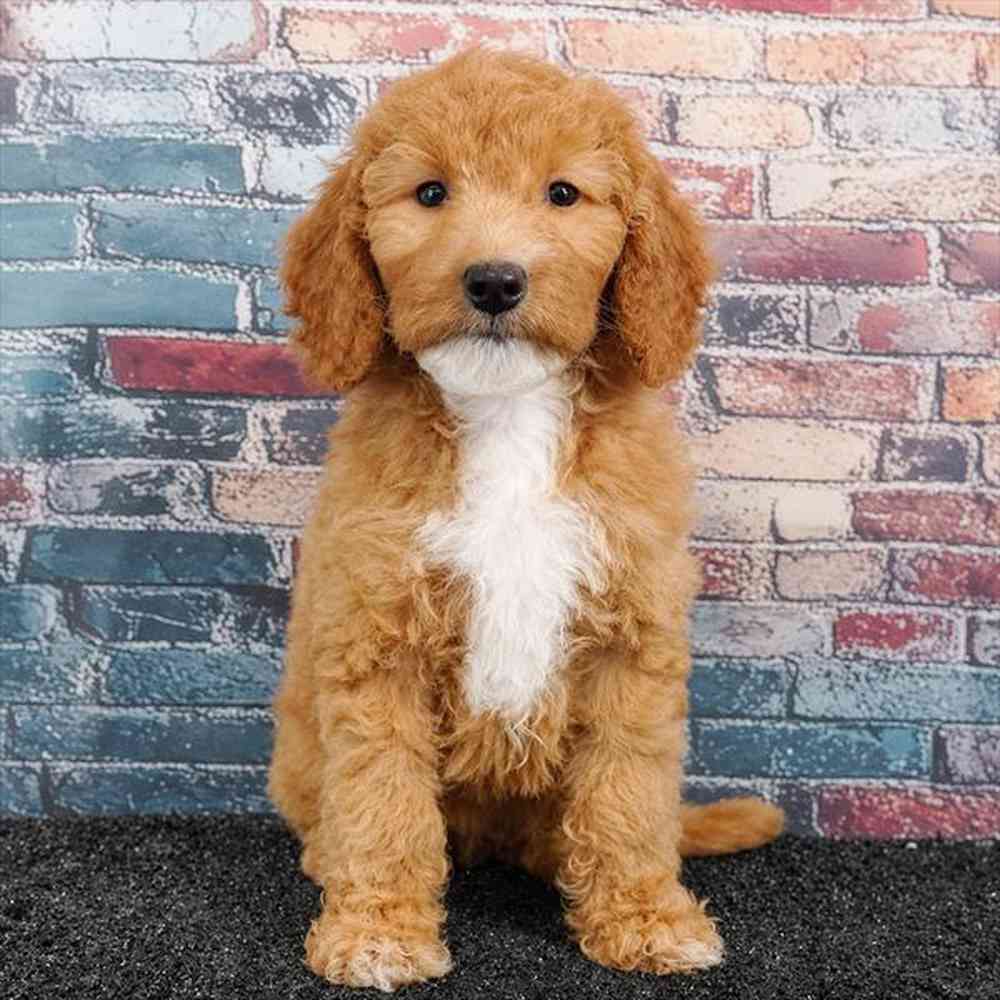 Image of a pet breed in the gallery