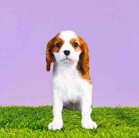 Cavalier King Charles Spaniel