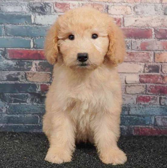 2nd Gen Mini Goldendoodle
