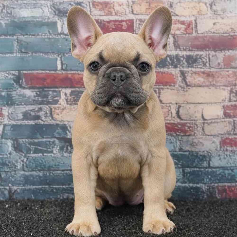 Image of a pet breed in the gallery